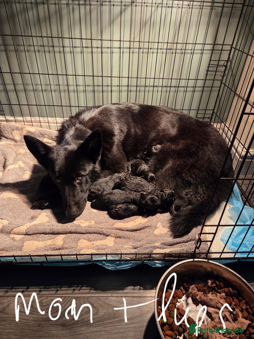 German Shepherd dogs for sale: German shepherd pedigree puppies- four weeks old. - Image 15