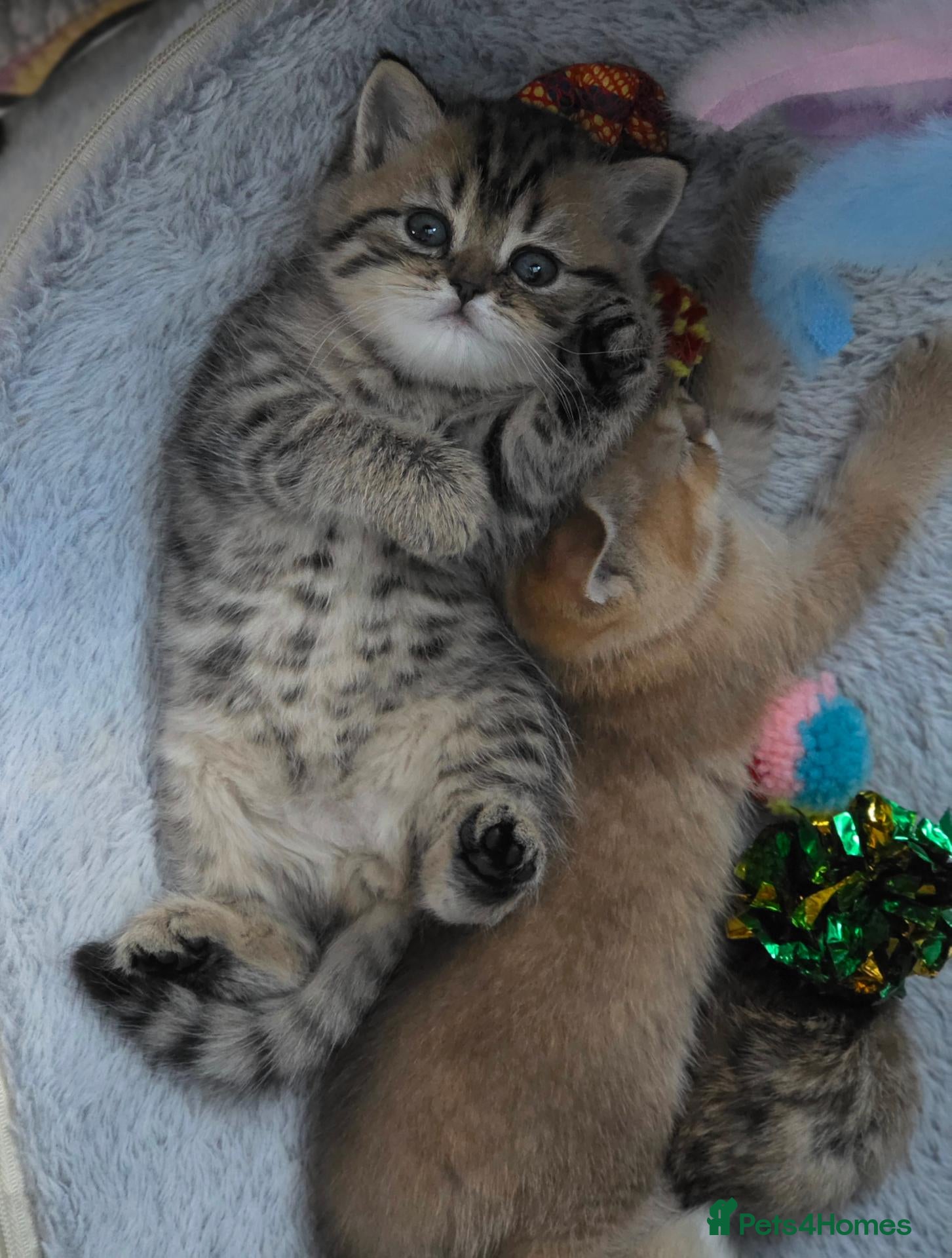 British Shorthair cats for sale: Beautiful TICA Kittens -Exceptional Pedigree Lines - Advert 2