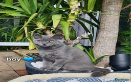 British Shorthair cats for sale: GCCF Lilac,Blue,Bicolor quality BSH kittens  - Image 14