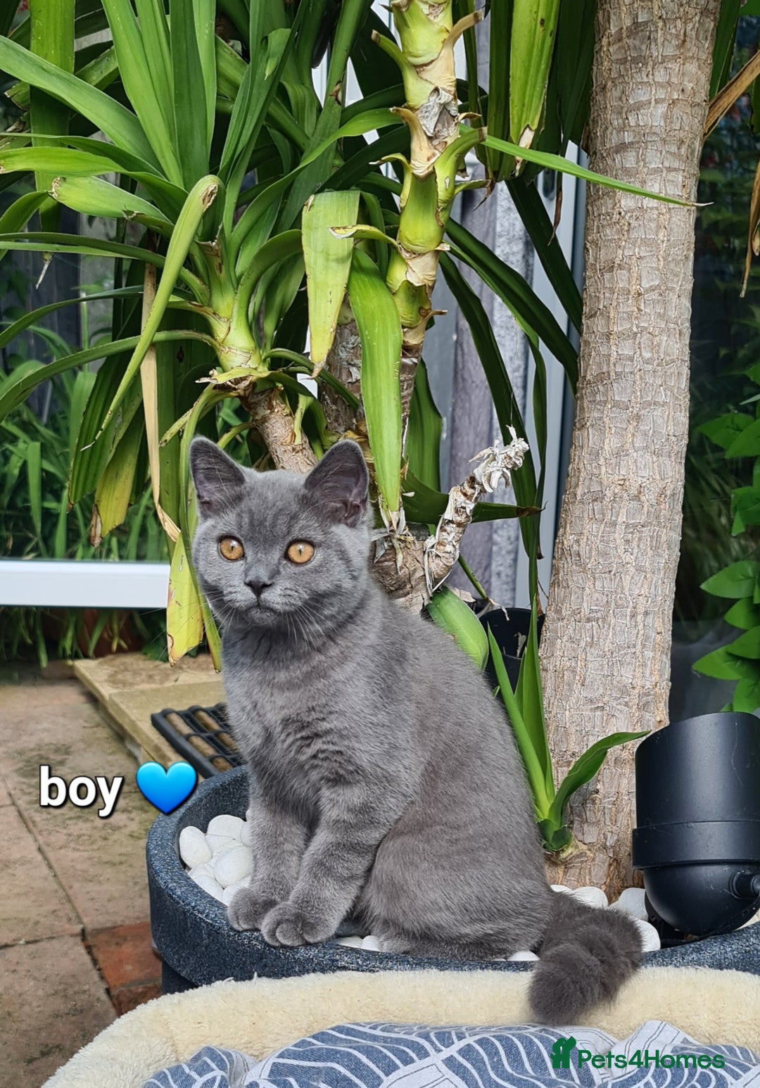 British Shorthair cats for sale: GCCF Lilac,Blue,Bicolor quality BSH kittens  - Image 14