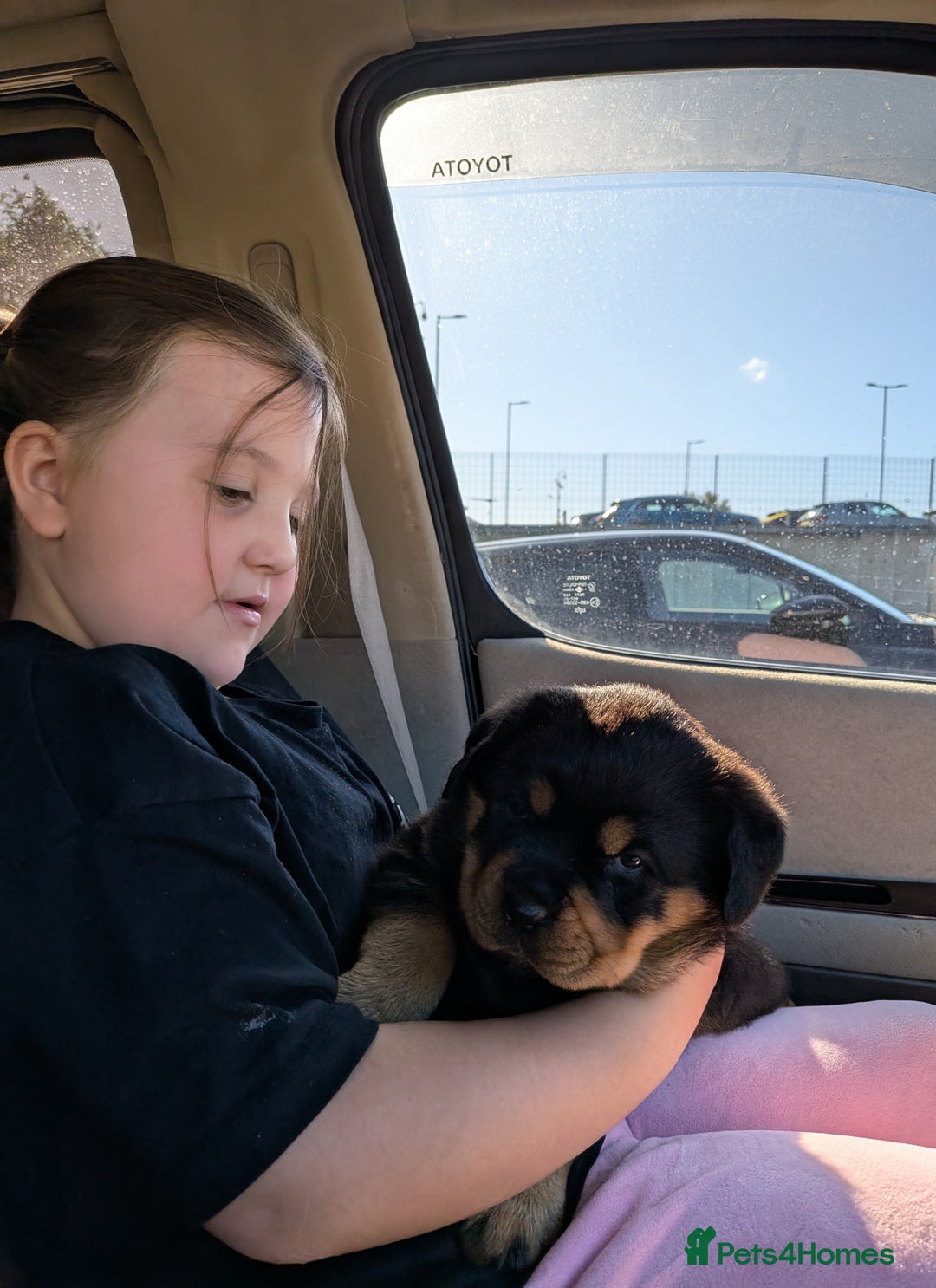 Rottweiler dogs for sale: Exclusive UK Rottweiler Puppy Champion Bloodlines - Image 27