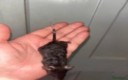 Mouse rodents for sale: Baby mice message to be added to waiting list   - Image 5