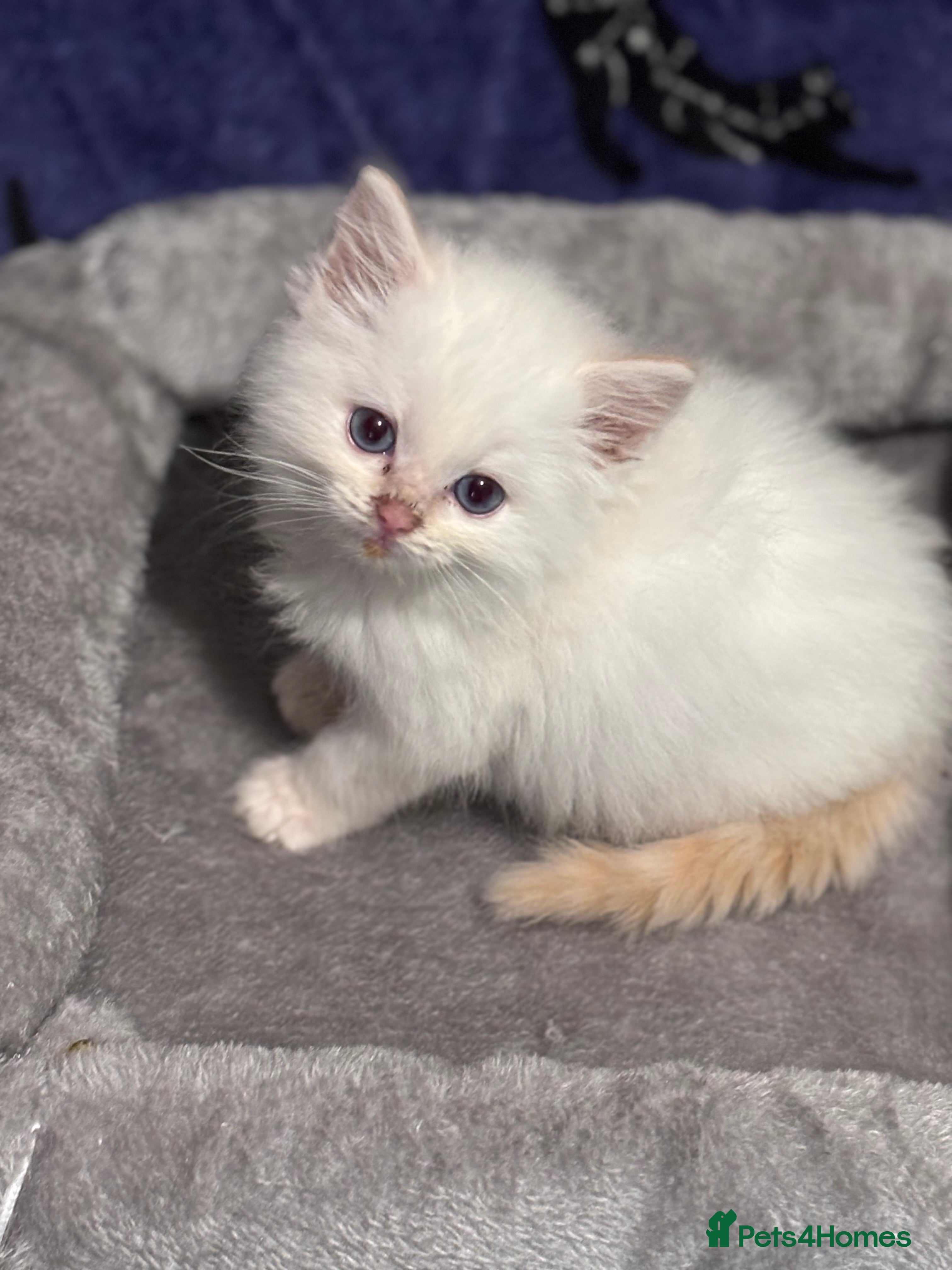 Ragdoll cats 1 REMAINING! TICA Cream Tabby Colourpoint - Advert 18