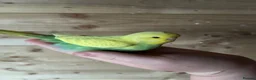 Budgerigars birds for sale: Baby budgies for sale Wigan  - Advert 5