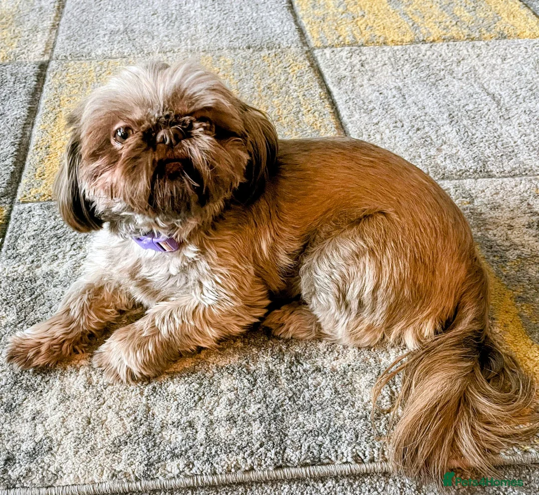 Shih Tzu dogs for sale: Imperial karashishi shitzu puppies  - Advert 2