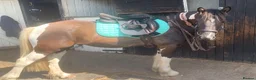 Other Breed horses for sale: 13.3 Cob x American Paint Gelding - Advert 6
