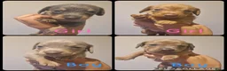 Mixed Breed dogs for sale: Patterjack x daxie 2 boys 2 girls available  - Advert 1