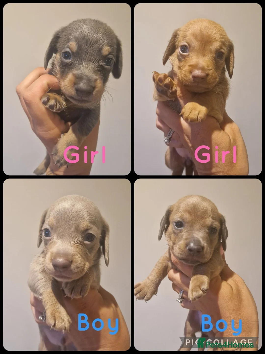 Mixed Breed dogs for sale: Patterjack x daxie 2 boys 2 girls available  - Advert 1