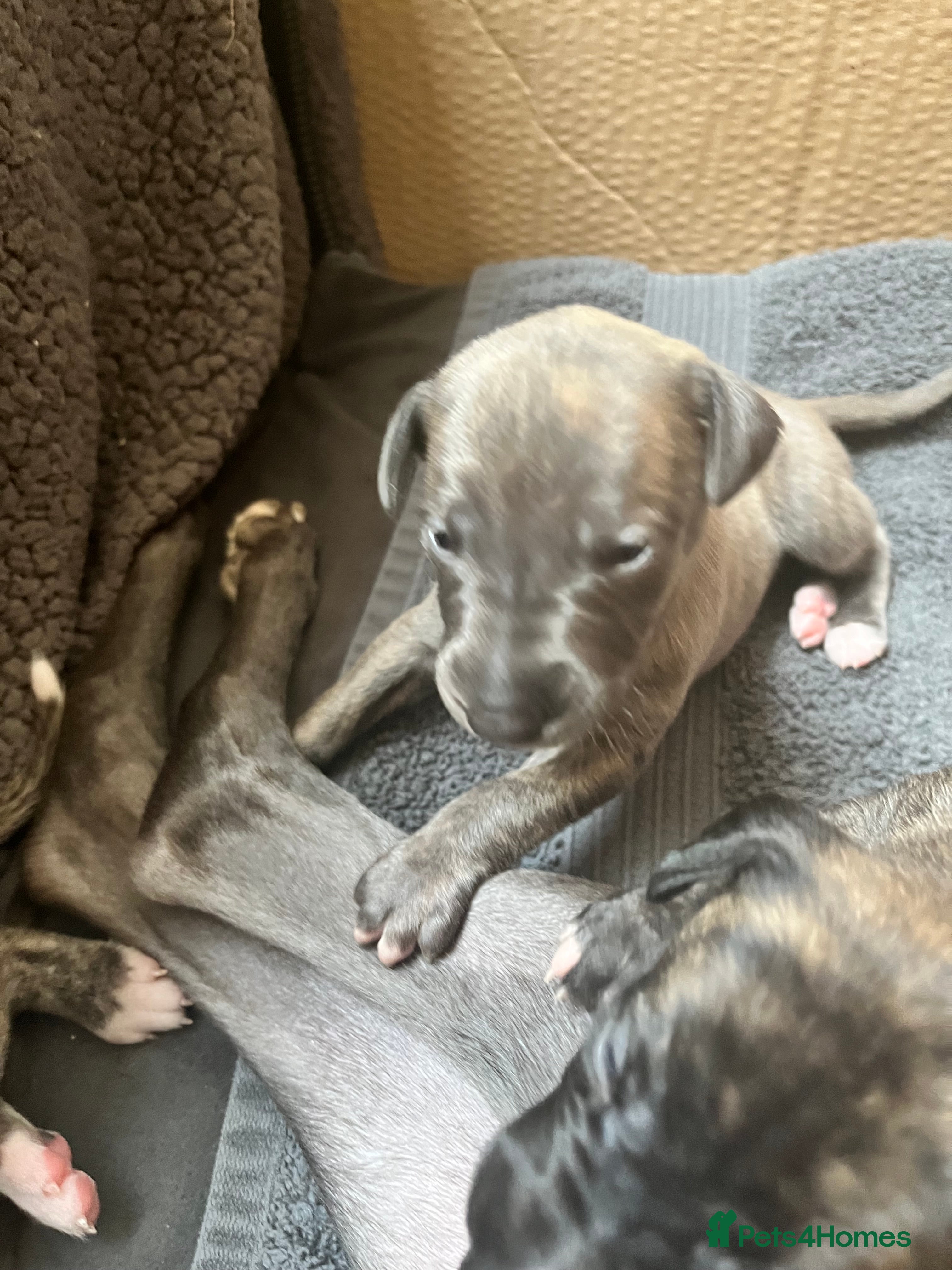Whippet dogs KC Reg Blue Brindle Female Whippet Pup - Advert 1
