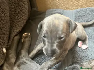 Whippet dogs KC Reg Blue Brindle Female Whippet Pup - Advert 1
