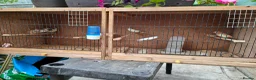 Canaries birds for sale: Male & Female Canaries for sale - Advert 13