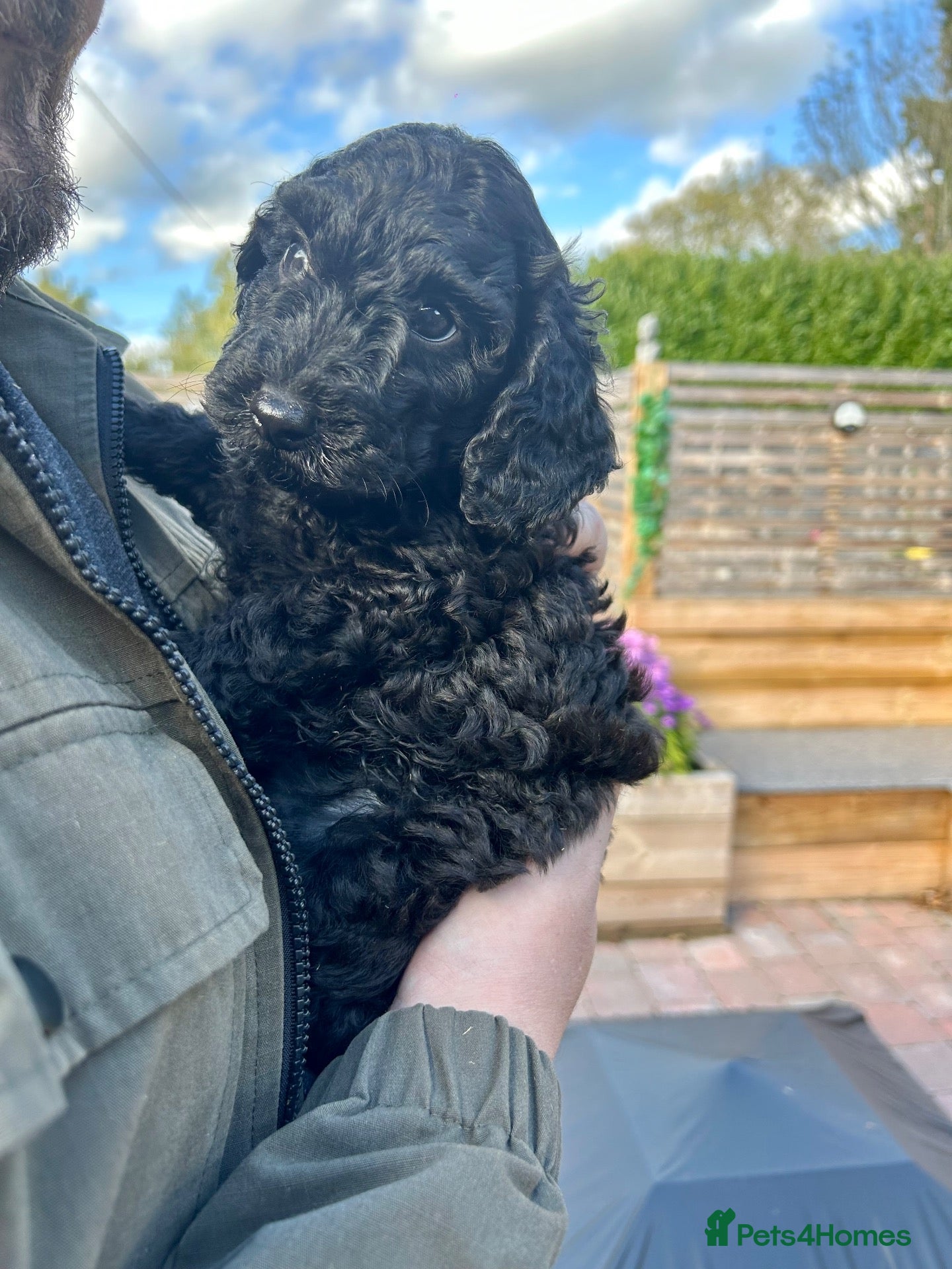 Cockapoo dogs READY SOON Beautiful Cockapoo boys  - Advert 19