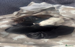 Cocker Spaniel dogs for sale: Cocker spaniel puppies for sale  - Advert 3