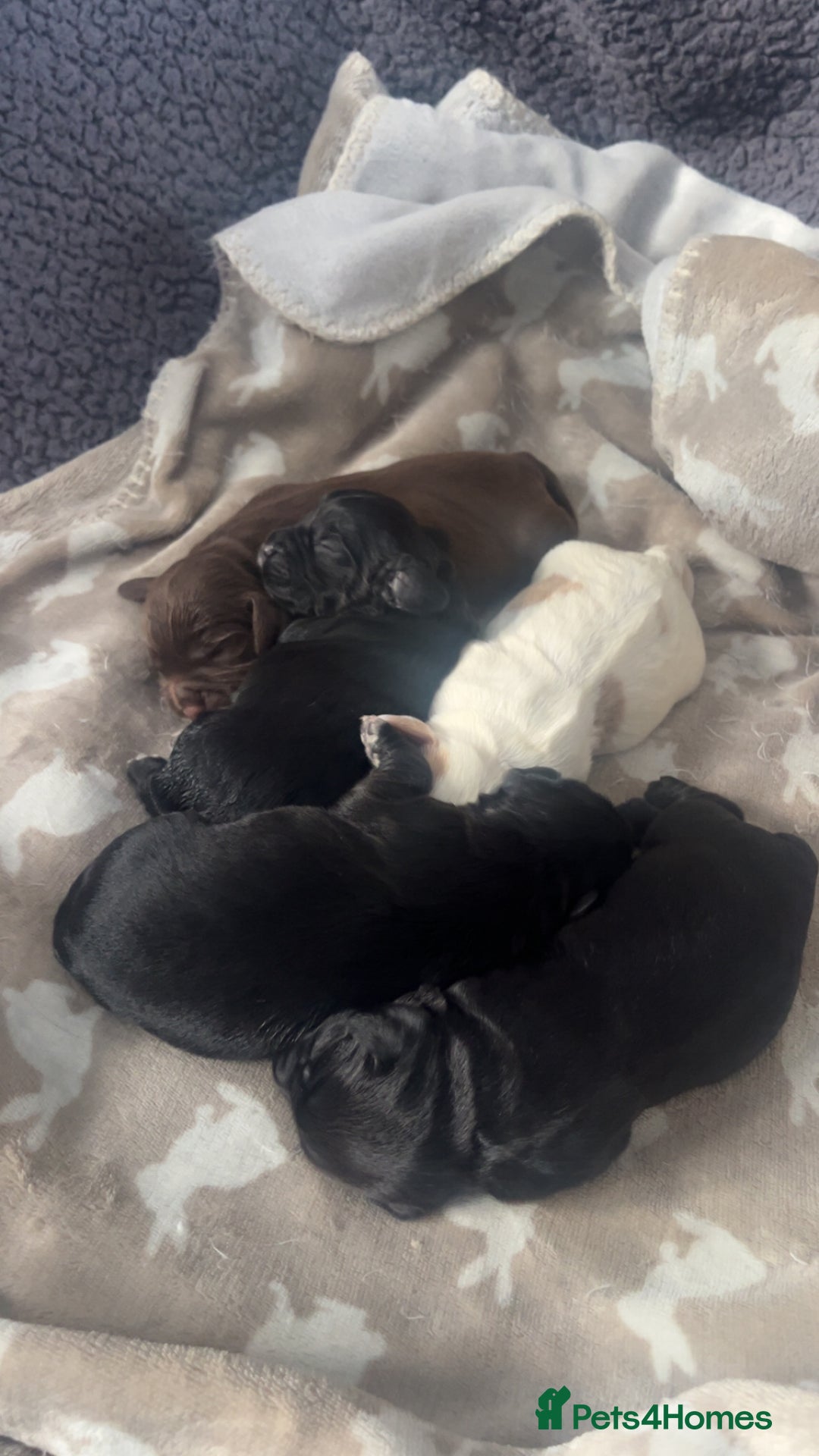 Cocker Spaniel dogs for sale: Cocker spaniel puppies for sale  - Advert 3
