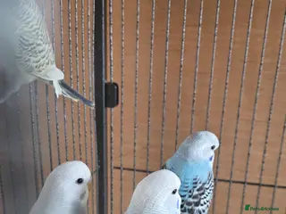 Budgerigars birds budgies for sale - Advert 1