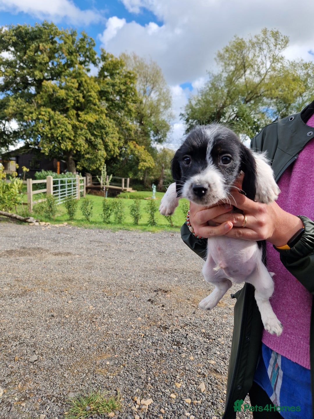 Mixed Breed dogs for sale: Jackapoo pups - Image 3