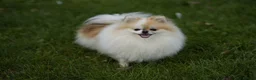 Pomeranian dogs for sale: Cute puppies  - Advert 3