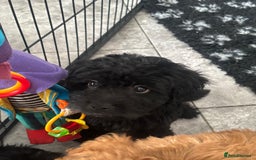 Mixed Breed dogs for sale: final reduction to find forever home  - Image 31
