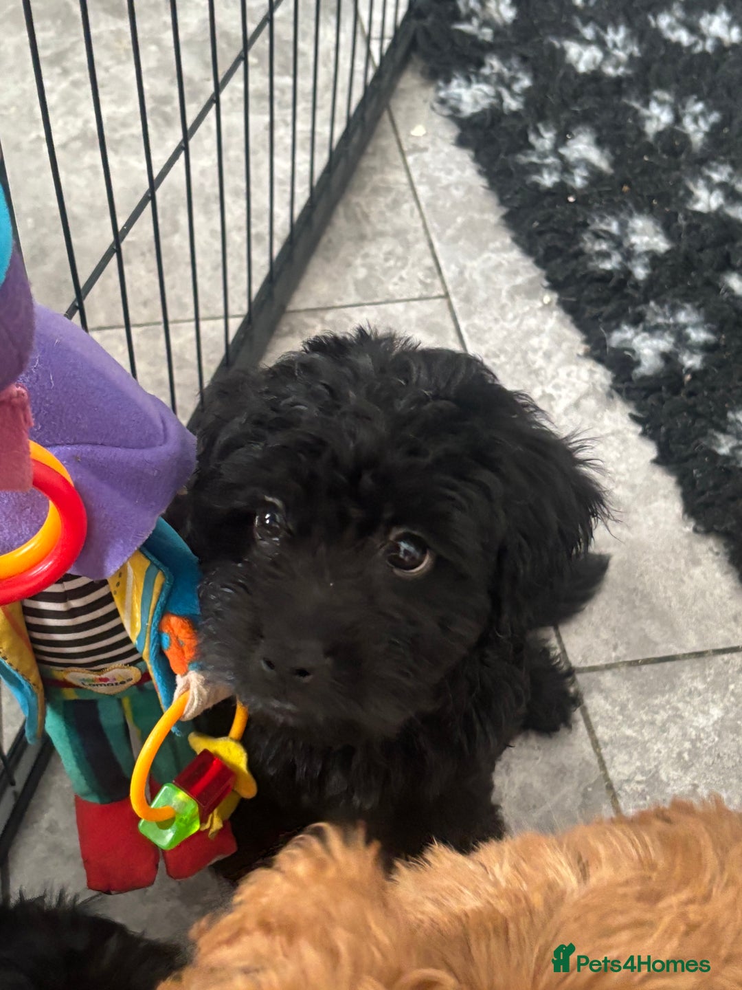 Mixed Breed dogs for sale: final reduction to find forever home  - Image 31
