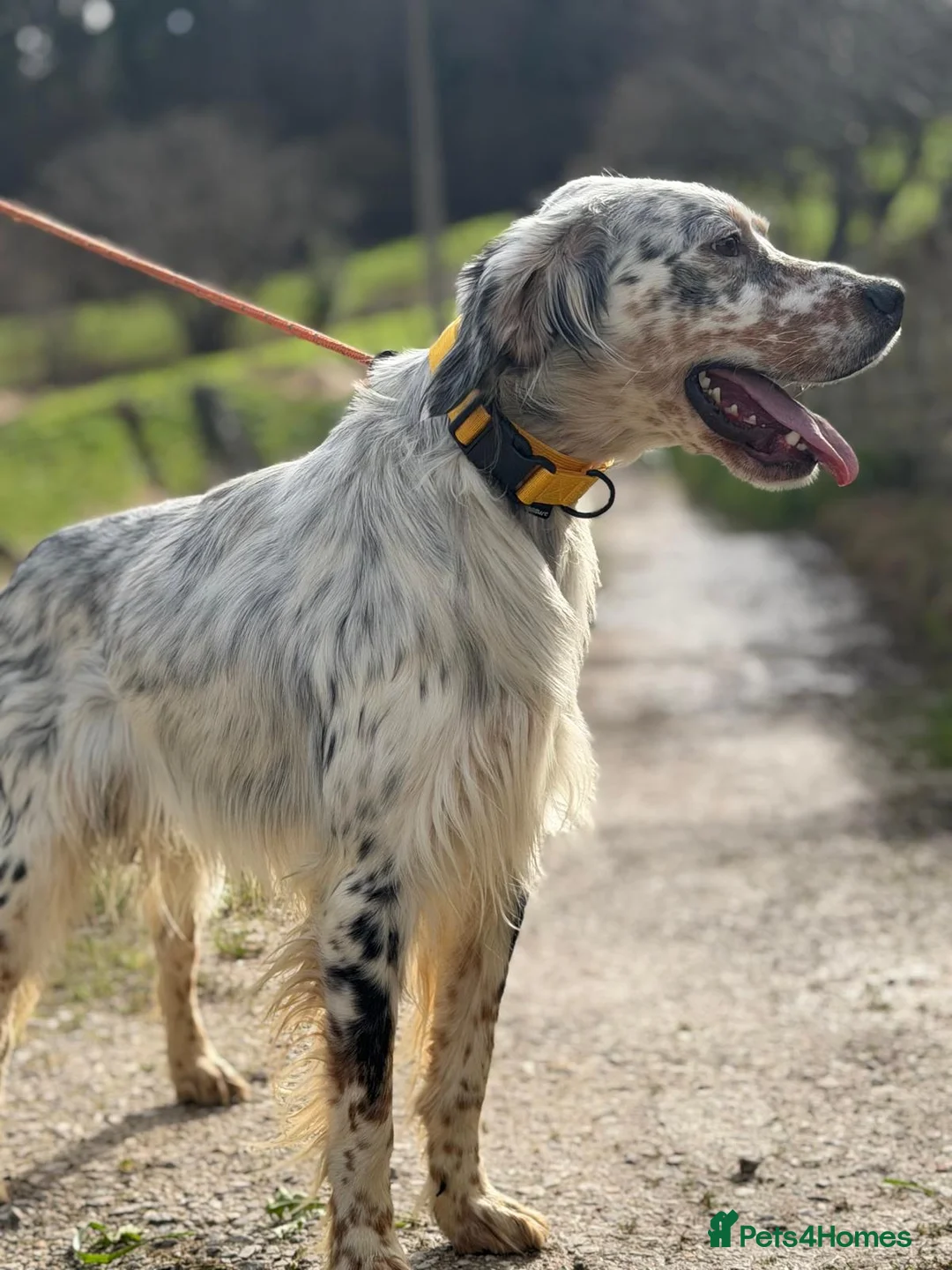 English Setter dogs for adoption: Oreka - Advert 7