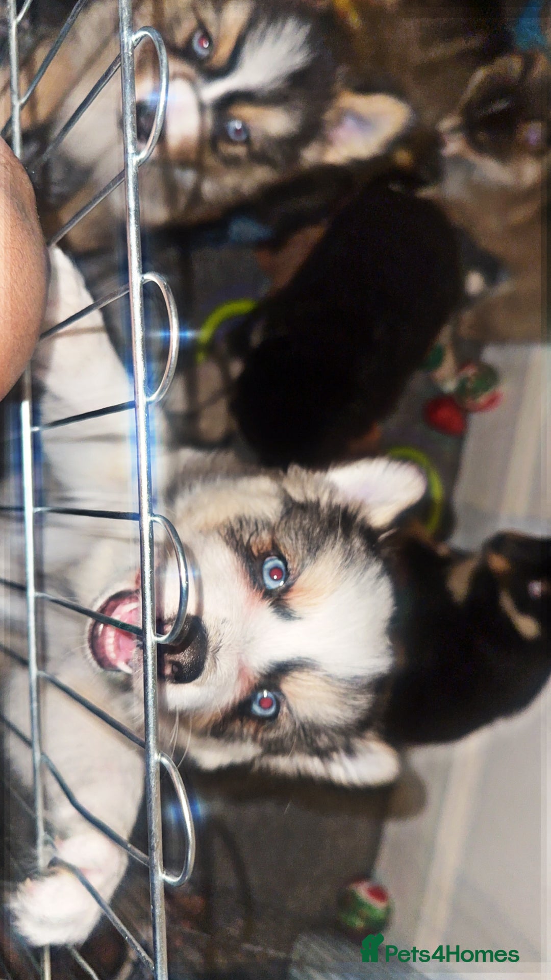 Pomsky dogs for sale: Family-Raised Pomsky Pups - Advert 31