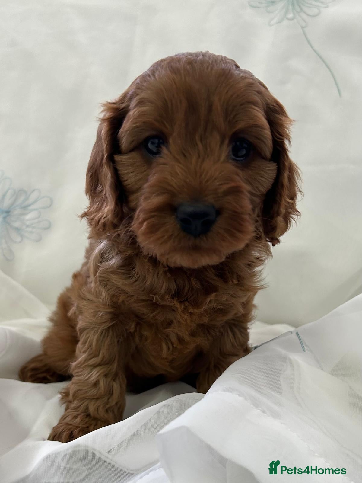 Cavapoo dogs Cavapoo f1 - Advert 1
