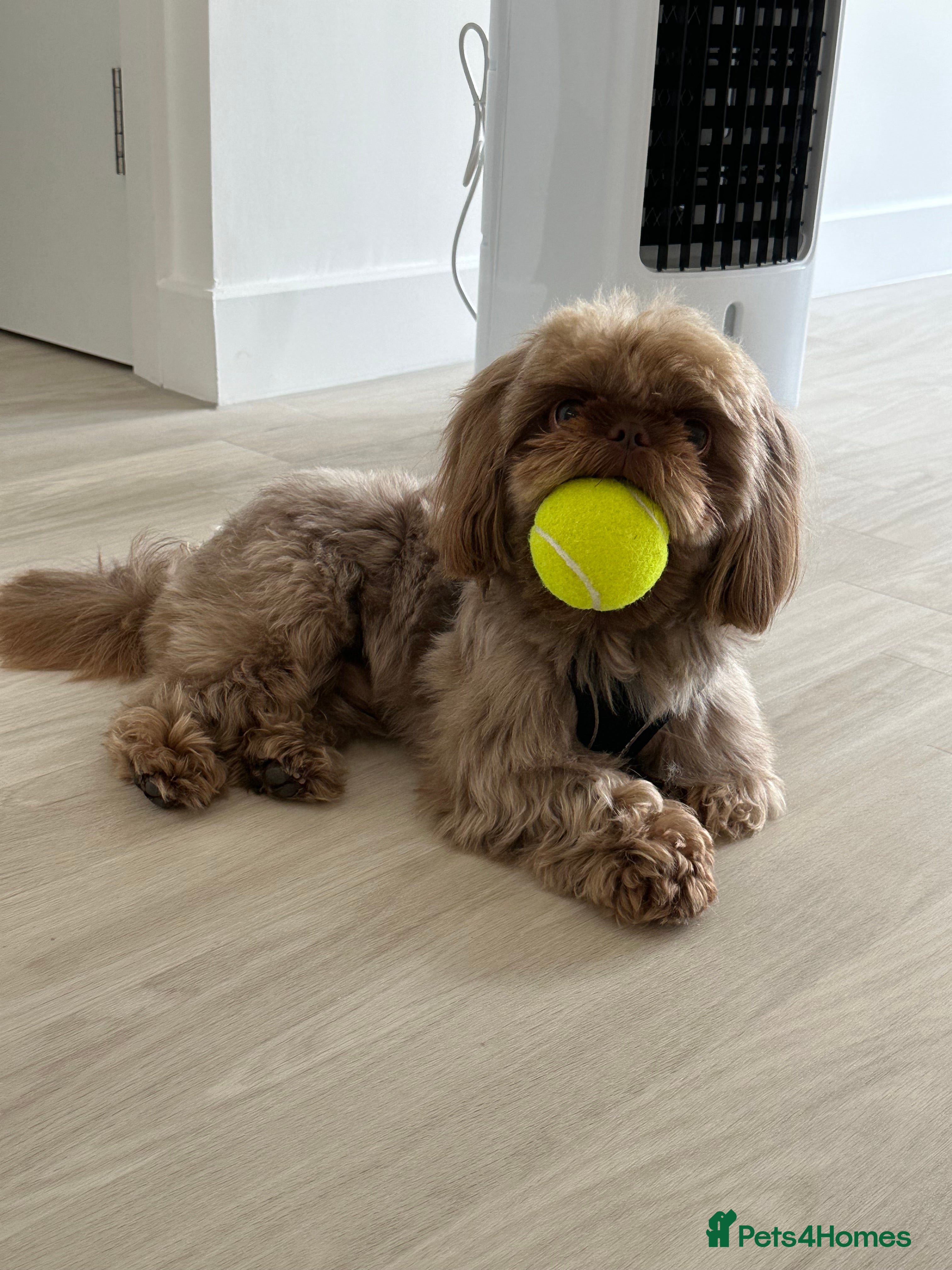 Shih Tzu dogs Chocolate Brown Imperial Shih Tzu Stud - Advert 14