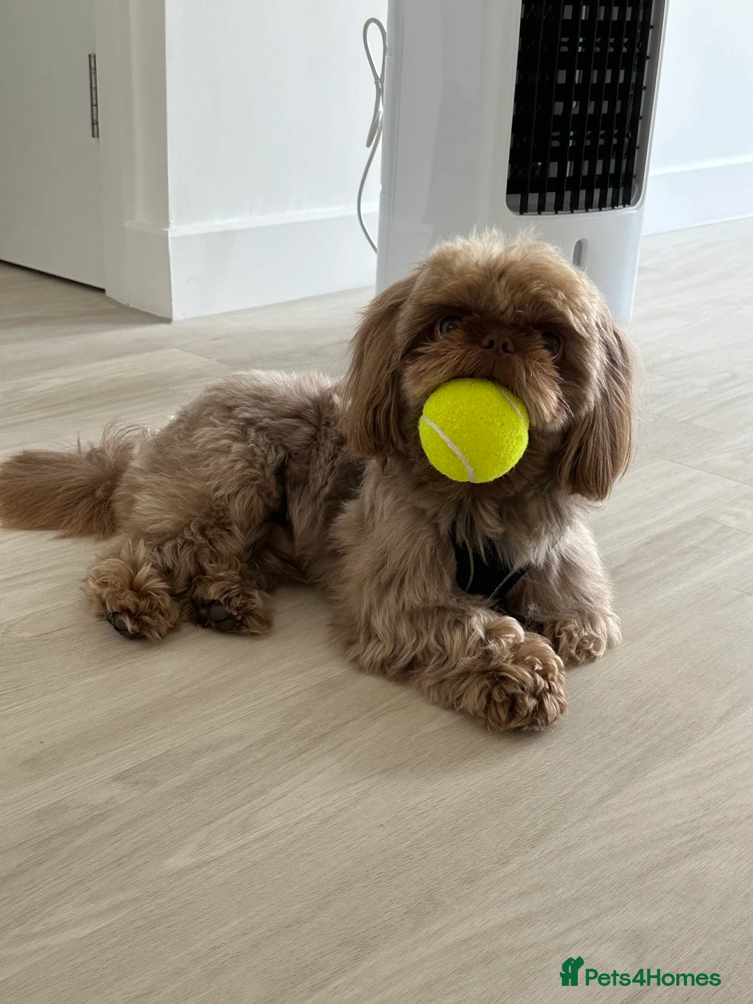 Shih Tzu dogs for stud: Chocolate Brown Imperial Shih Tzu Stud - Advert 1