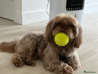 Shih Tzu dogs Chocolate Brown Imperial Shih Tzu Stud - Advert 14