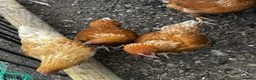 Chickens poultry for sale: 6 point of lay hens/pullets - Advert 2