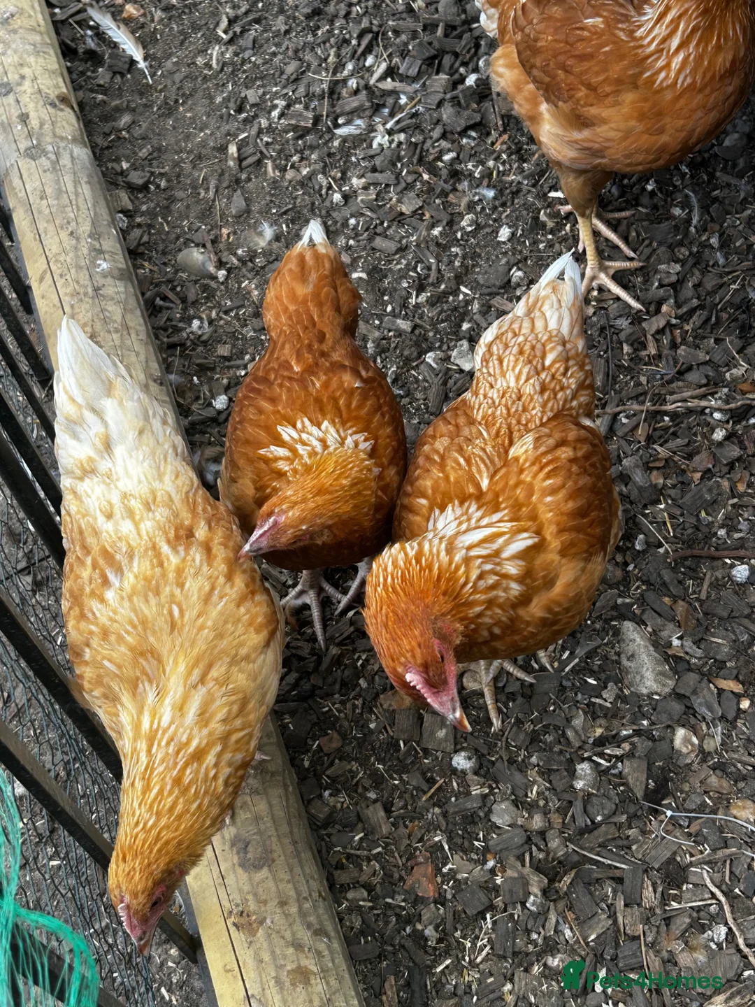Chickens poultry for sale: 6 point of lay hens/pullets - Advert 2