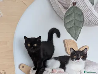 British Shorthair cats GCCF British Shorthair kittens - Advert 15