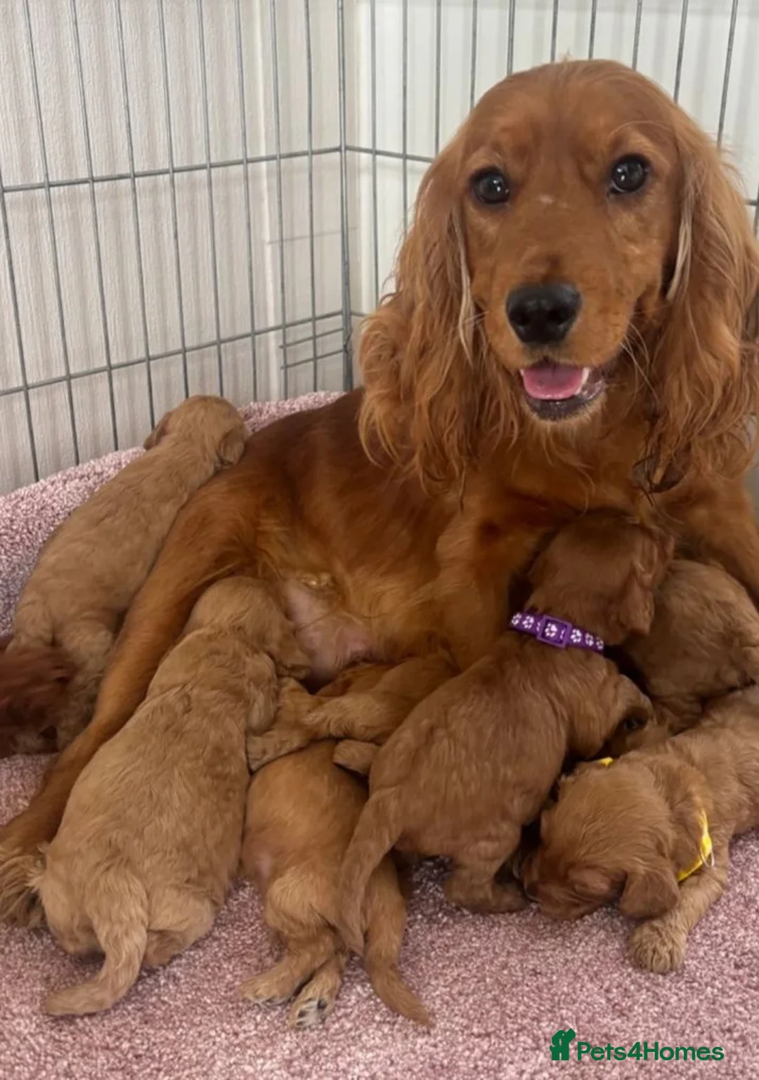 Cockapoo dogs for sale: Cockerpoo - Advert 6