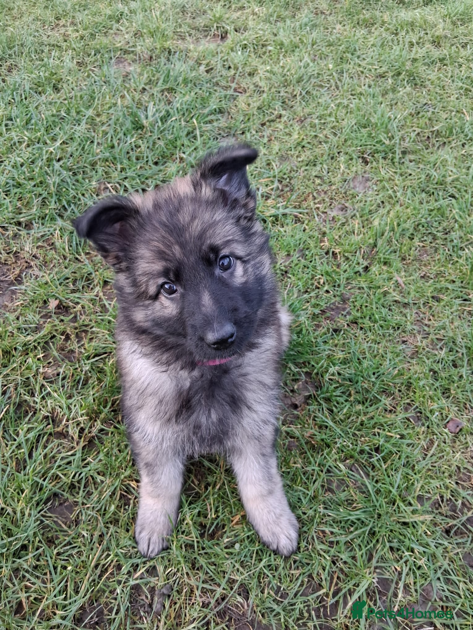 German Shepherd dogs Exceptional KC Health tested L/C Puppies  - Advert 6