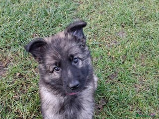 German Shepherd dogs Exceptional KC Health tested L/C Puppies - Advert 6