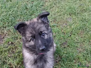 German Shepherd dogs Exceptional KC Health tested L/C Puppies - Advert 13