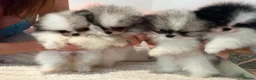 Pomeranian dogs for sale: KC registered Pomeranian Puppies for sale  - Advert 17