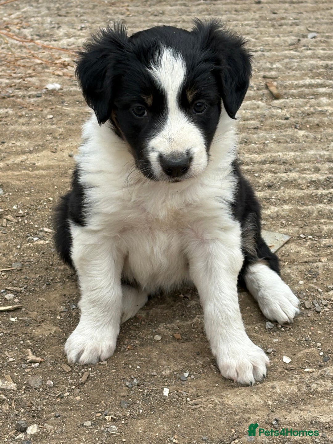 Border Collie dogs for sale: Working / Farm Collies - Image 2