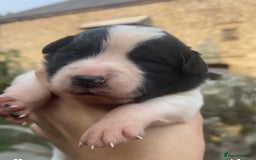 Sprollie dogs for sale: Springer spaniel x - Image 9