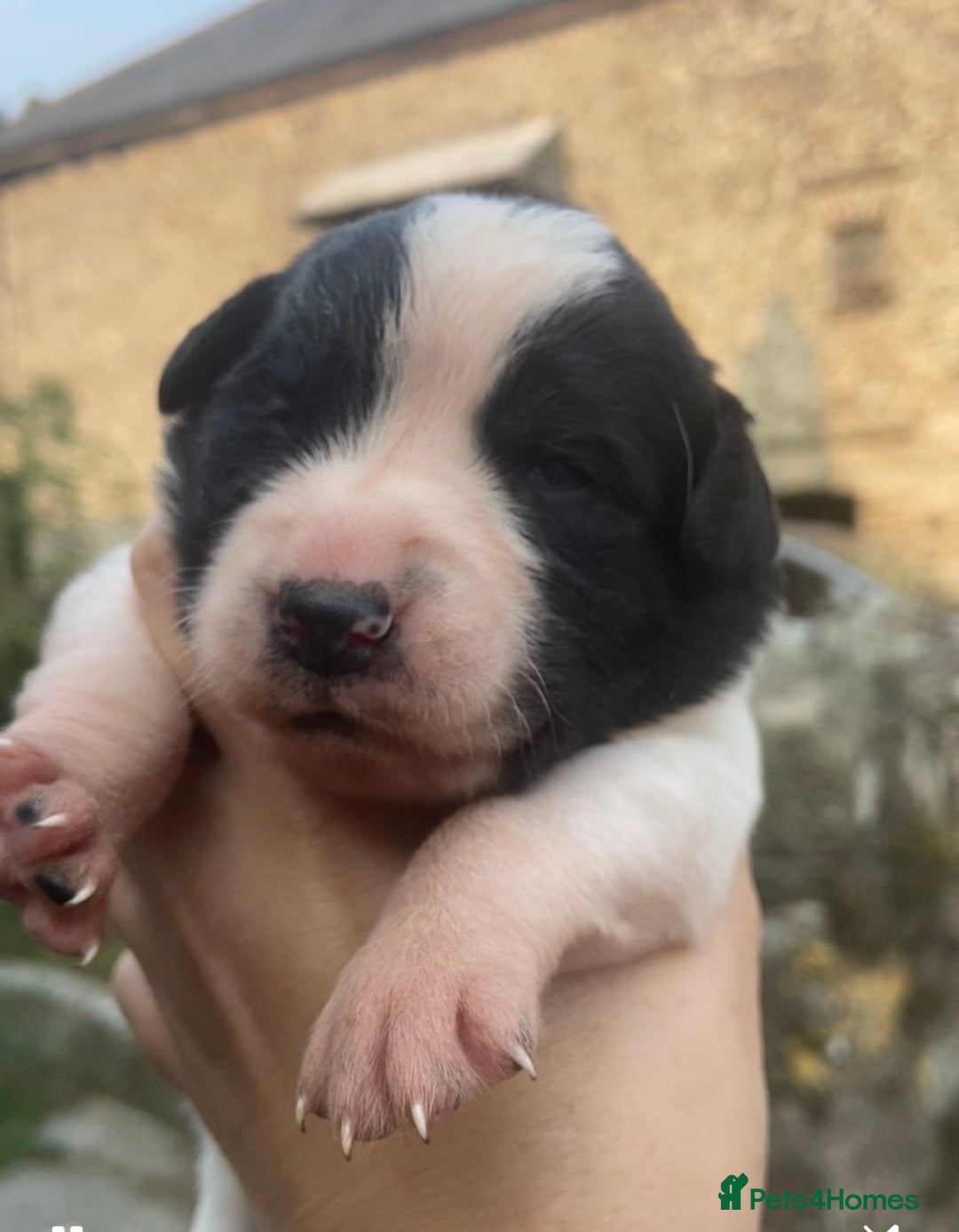 Sprollie dogs for sale: Springer spaniel x - Image 9