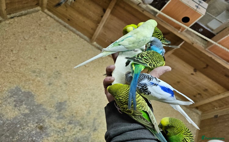 Budgerigars birds - Advert 6