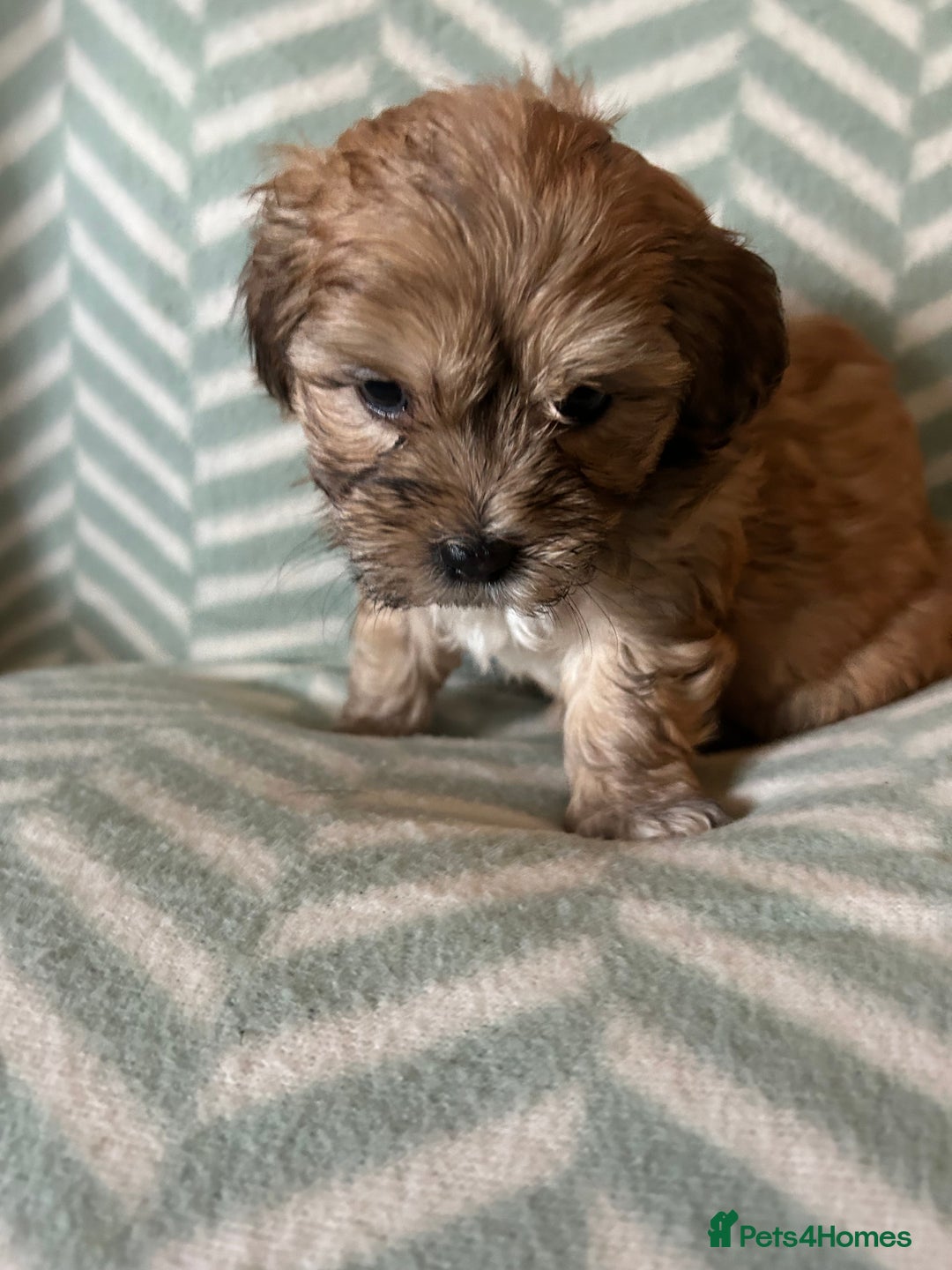 Mixed Breed dogs for sale: Beautiful Malshi-Poo Puppies (Shmoodles) ❤️ - Image 10
