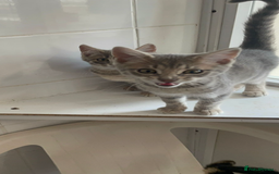 Bengal cats for sale: Bengal kittens - Image 1