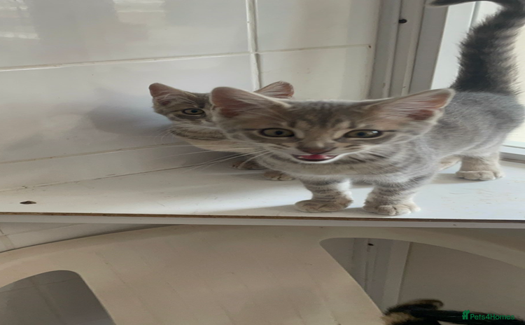Bengal cats - Advert 2