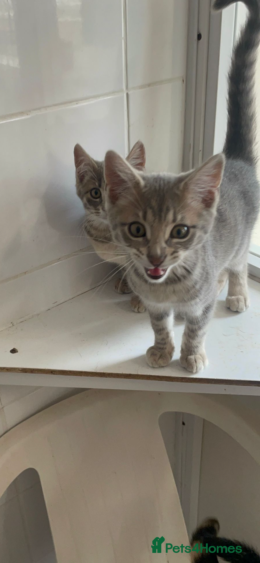 Bengal cats for sale: Bengal kittens - Image 1