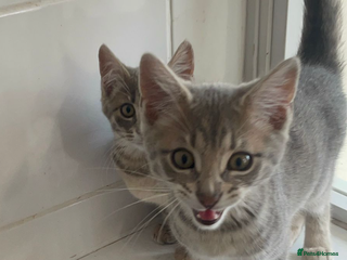 Bengal cats Bengal kittens - Advert 7