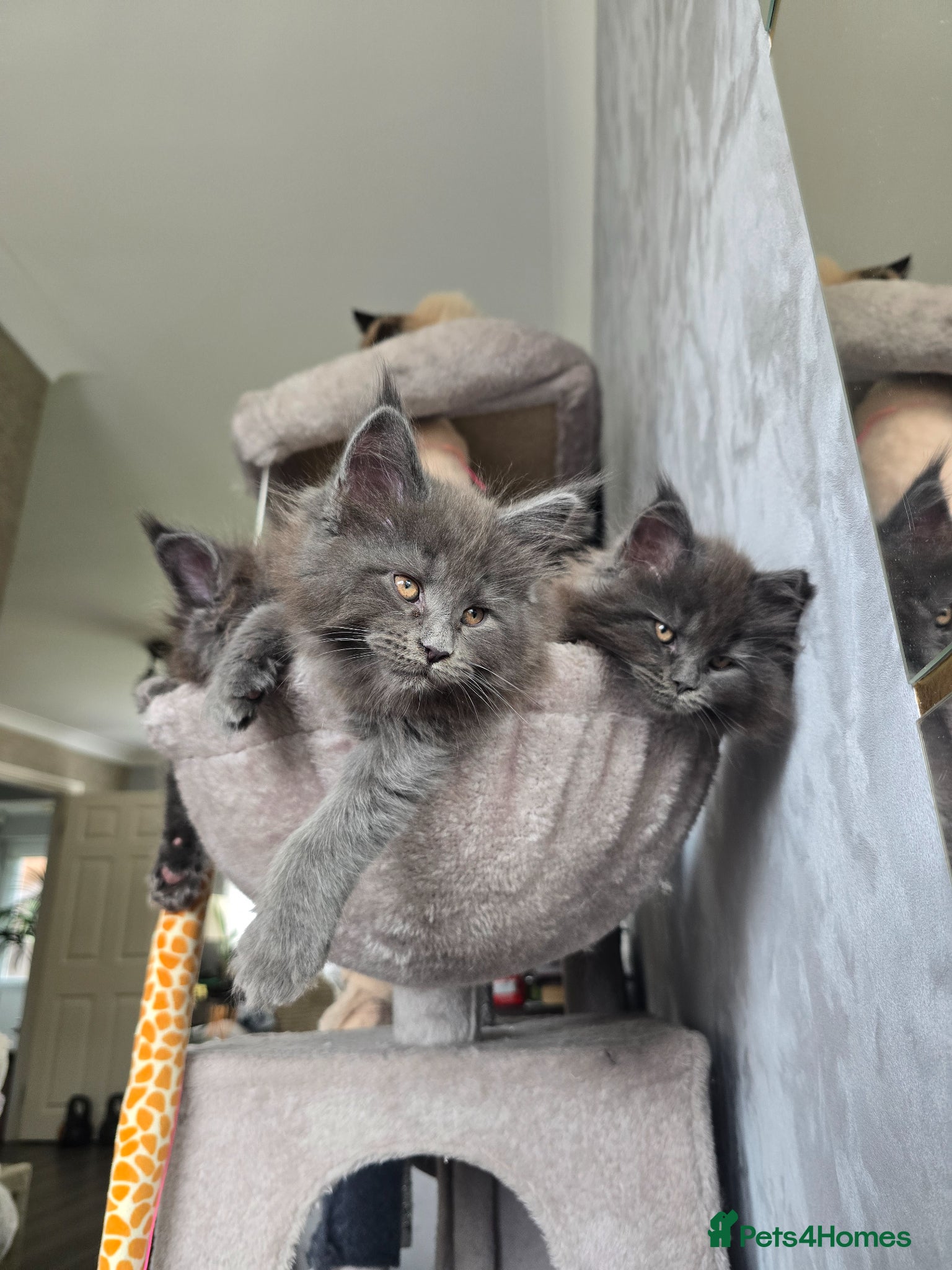 Maine Coon cats Blue mainecoon adorable kittens TICA reg - Advert 2
