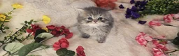 Persian cats for sale: Beautiful Persian babies ready now   - Advert 25