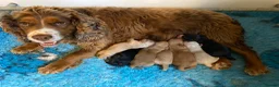 Cocker Spaniel dogs for sale: Beautiful KC Working Cocker Spaniel Puppies. - Advert 8