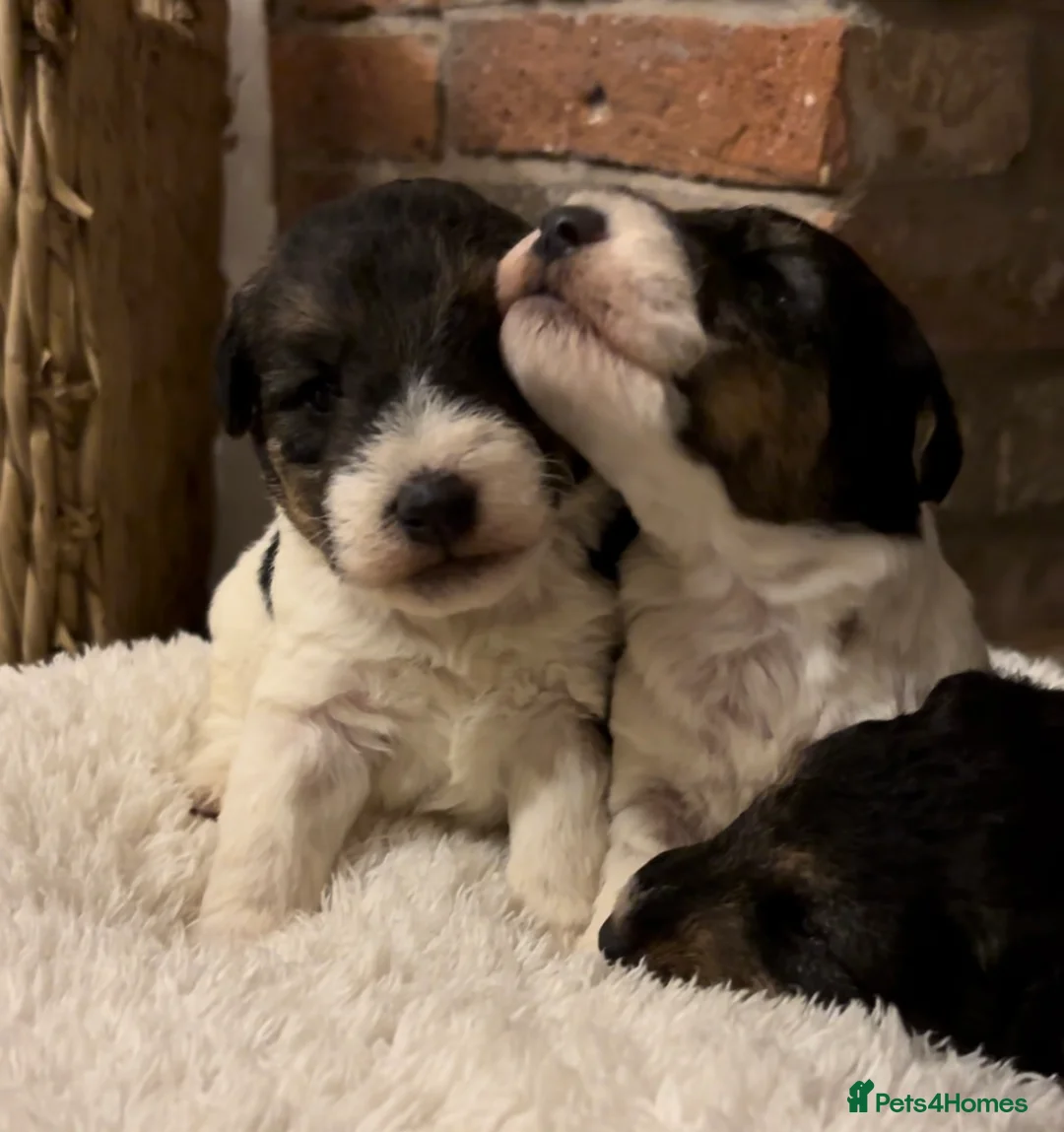 Fox Terrier dogs for sale: *Wire Haired Fox Terrier Pups* - Advert 9